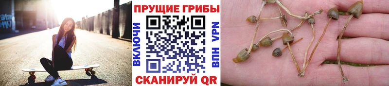 Псилоцибиновые грибы GOLDEN TEACHER  Купить закладки  Ладушкин 